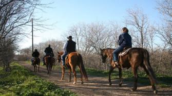 Stockyards Stables & Horesback Riding
