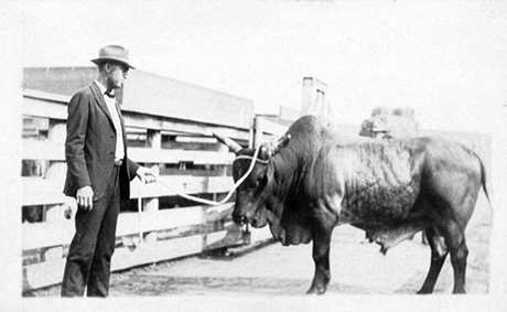 A man in a suit and hat leading a Brahman bull by a rope in a livestock yard
