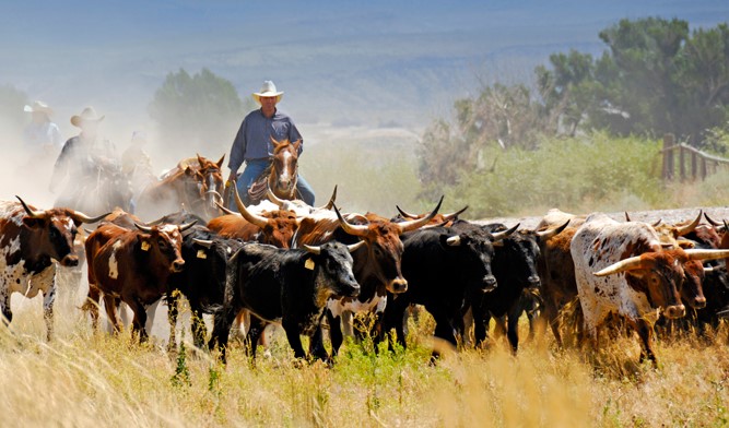 Texas Longhorn Breeders Association of America | Fort Worth Stockyards