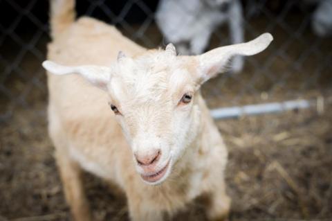 Stockyards Barnyard Petting Corral