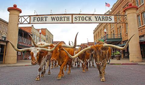 A longhorn cow, awaiting a roundup (for tourists' benefit) in the  Stockyards, historic livestock-market district in Fort Worth, Texas